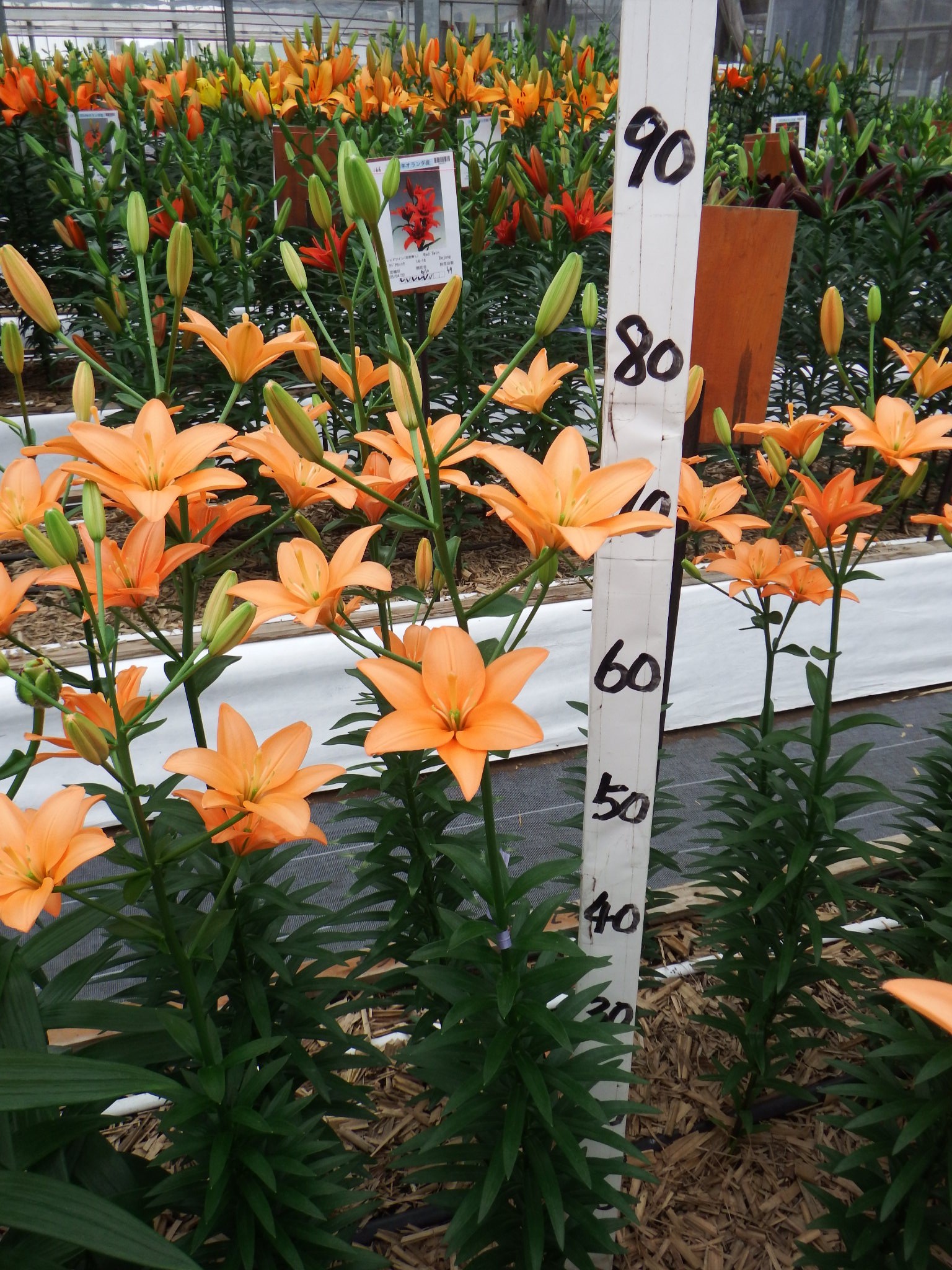 オレンジココット